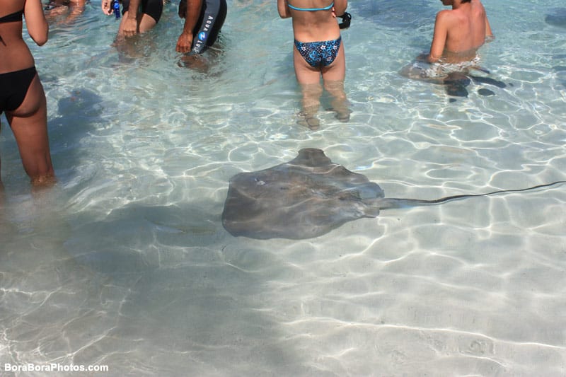 People swimming with sting rays at the Bora Bora Lagoonarium | boraboraphotos.com
