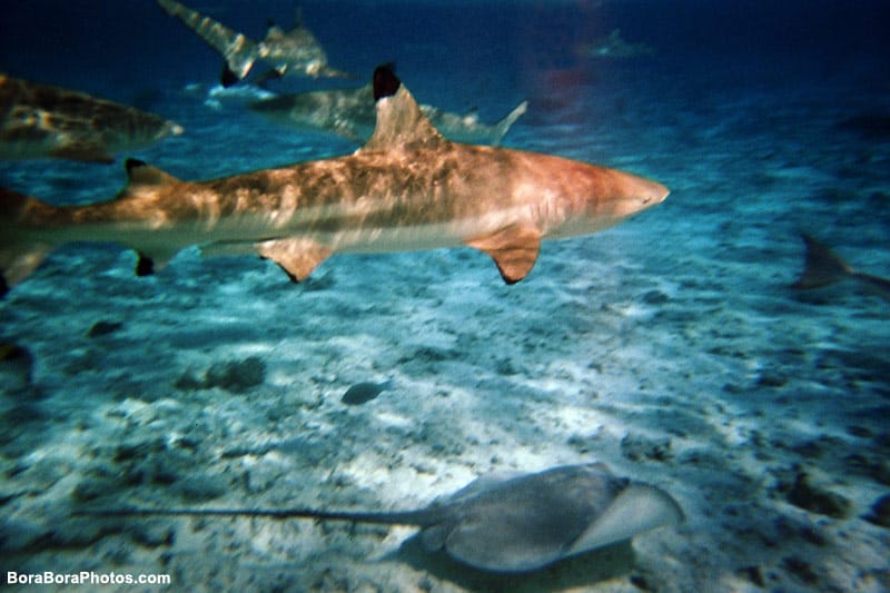 Bora Bora shark and ray feeding excursion.