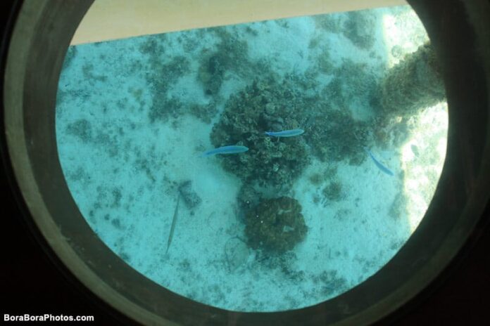 Sofitel bungalow with glass floor and fish.