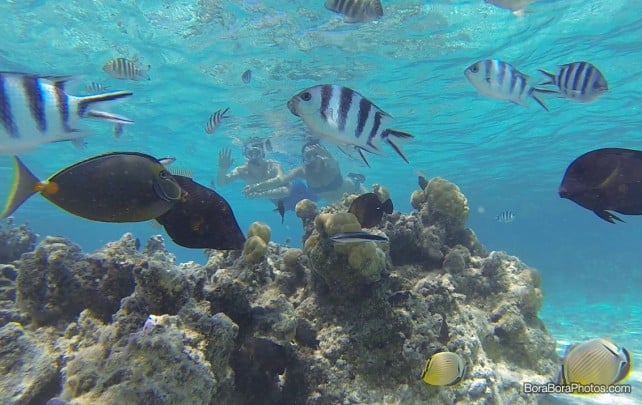 Sofitel Private Island Bora Bora - Top 5 reasons to stay at this luxurious resort with overwater bungalows | boraboraphotos.com